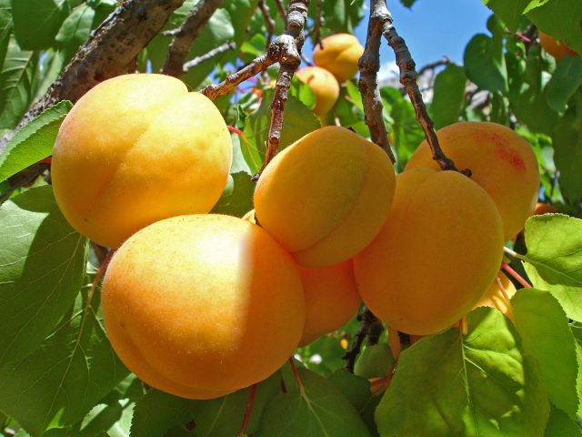 Плоды_абрикоса